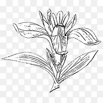 素描黑白花线稿
