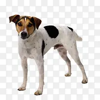 大黑点狗