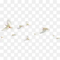 白鸽飞舞翱翔天际