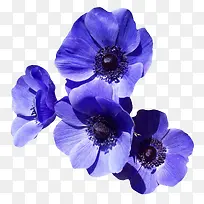 蓝色的花免抠素材