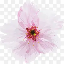手绘粉红花朵正面图
