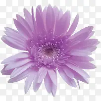 紫色花朵正面图