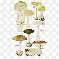 卡通白色蘑菇