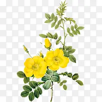手绘花苞花朵素材免抠