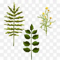 不同的草本植物