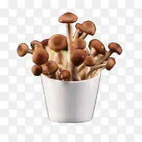 新鲜蟹味菇