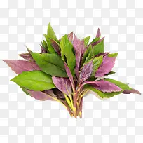 紫背天葵