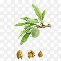 手绘核桃树枝