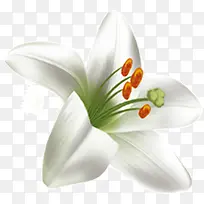 美丽的白色百合花