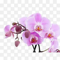 一片紫花