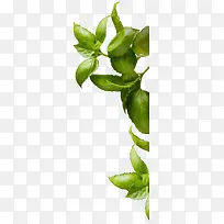 芹菜图片