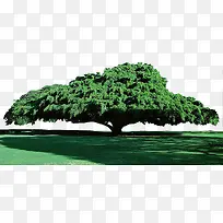 枝繁叶茂的绿色大树