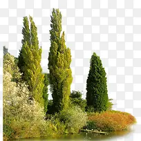 野外大树植物树林景观