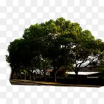 高清树木素材