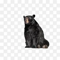 黑色的熊