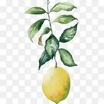 矢量手绘插画带叶子的柠檬