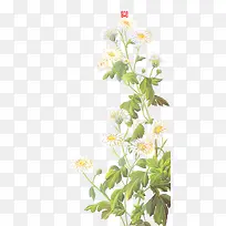 菊花背景素材