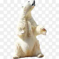 仰头看天的北极熊
