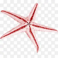 红色的漂亮海星