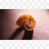 蜗牛形叶子图片素材