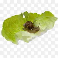 生菜叶上的蜗牛