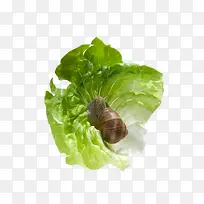 菜叶上的蜗牛