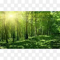 绿色唯美阳光森林风景