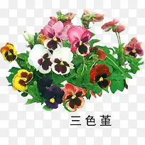 三色堇素材