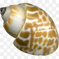 海螺棕色斑点海螺