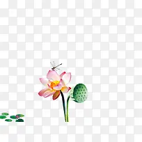 荷花素材