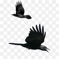 两款飞翔的鹰鸟