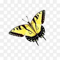 金色花纹的蝴蝶