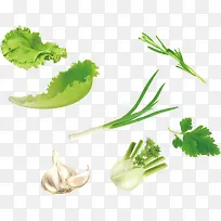 绿色蔬菜矢量生菜香菜大蒜