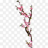 一枝梅花png素材