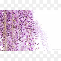 成片紫色条状花朵
