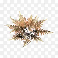 小草