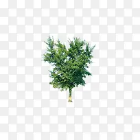 树木专辑