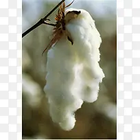 白色棉花厚重感枯枝