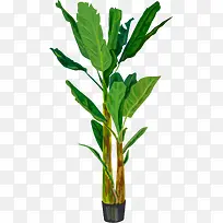 手绘的植物树叶