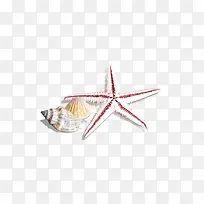 海星海螺图片