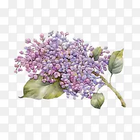 手绘复古紫丁香花卉免抠
