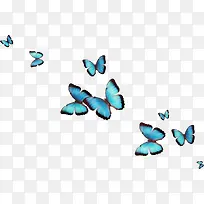 漂浮漂亮蓝色蝴蝶