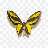 黄色条纹蝴蝶动图