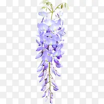 紫色槐花