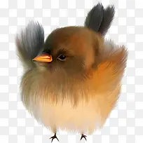 小鸡素材图片