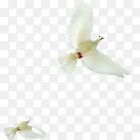 白色鸽子飞翔造型图片素材