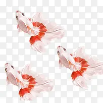 古风金鱼