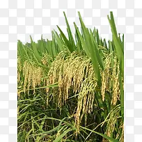 高高的水稻