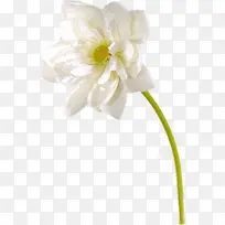 白色绽放洁净花朵图片
