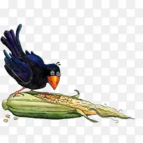 乌鸦吃玉米